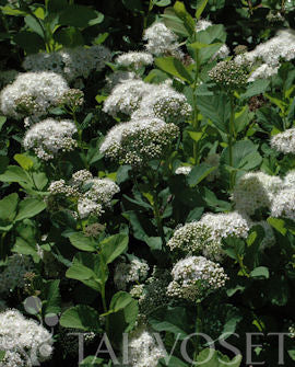 Björkspirea Spiraea betulifolia 3 liters kruka
