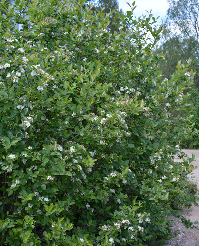 Slokaronia Aronia x prunifolia 20-30 cm, 6 st/förpackning