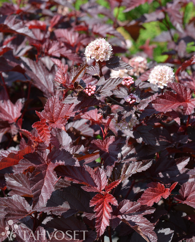 Röd smällspirea &