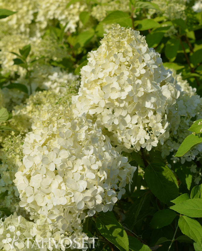 Vipphortensia Hydrangea paniculata &