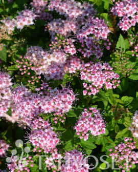 Praktspirea &