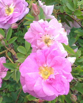 Rosa centifolia &