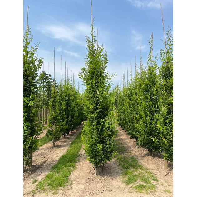 Pelarek - Quercus robur &