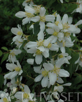 Smultronschersmin Philadelphus x lemoinei 7,5 L kruka