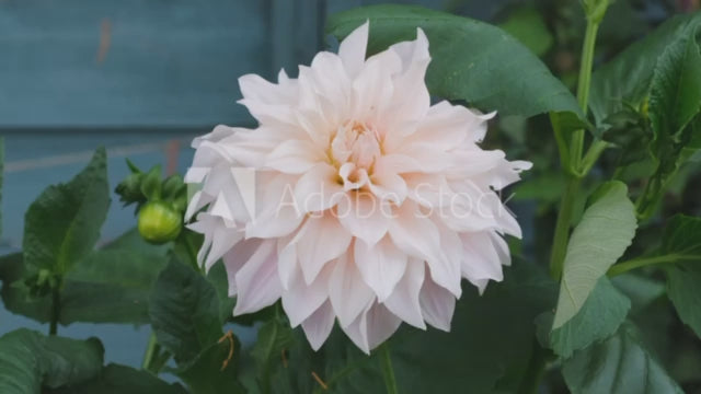 Dahlia Dekorativ Cafe au Lait 1-pack