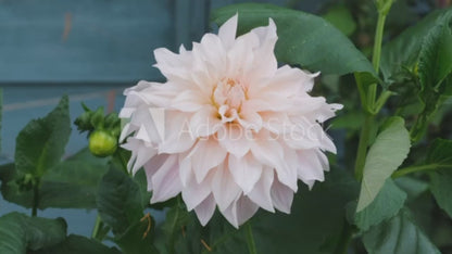Dahlia Dekorativ Cafe au Lait 1-pack