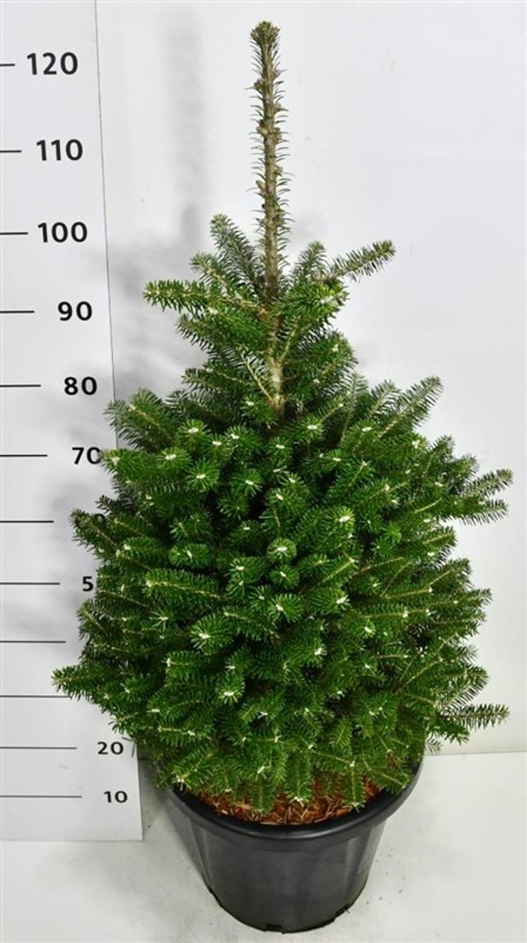 Koreagran – Abies koreana - C25 80-100 cm.