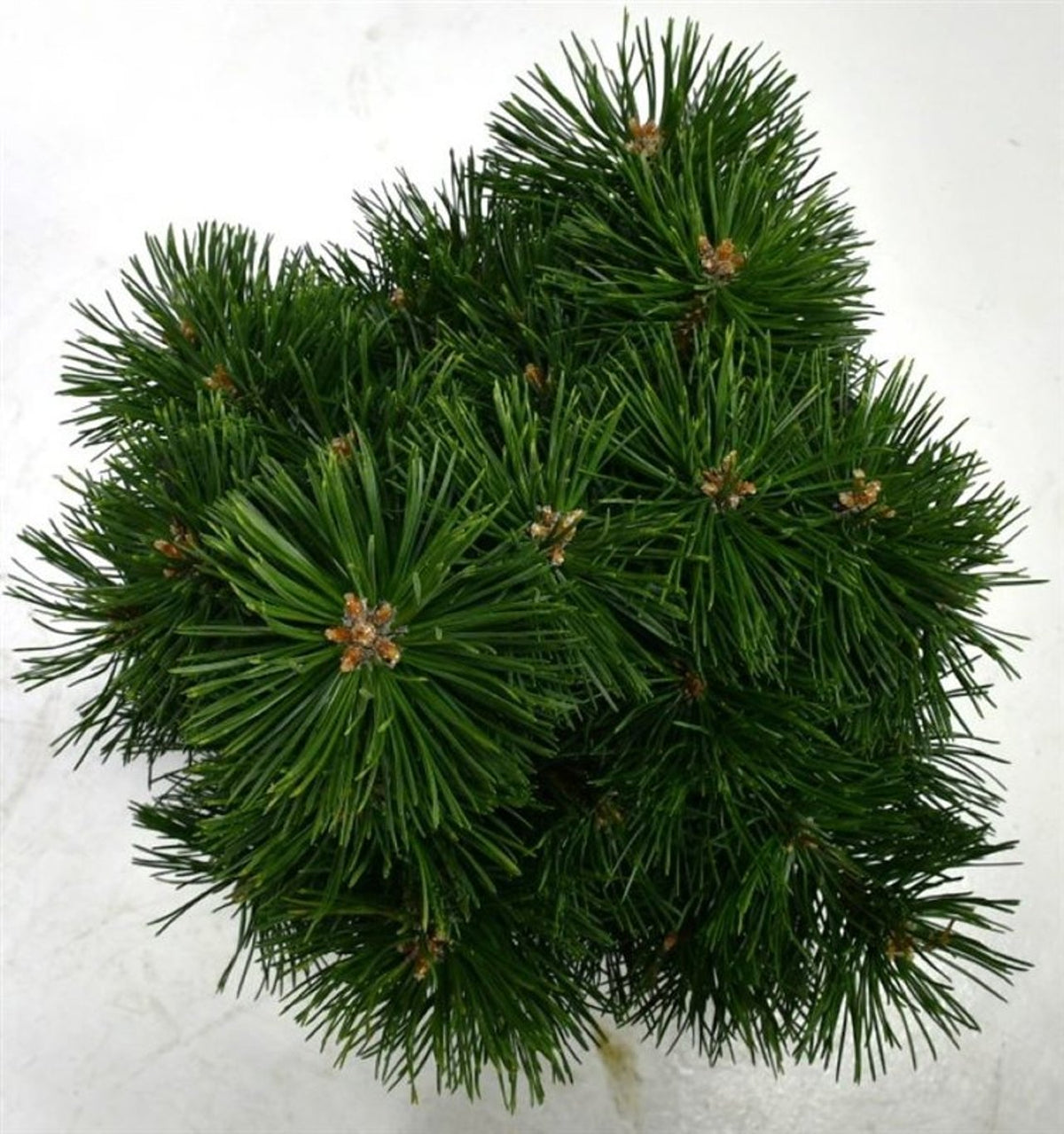 Bergtall – Pinus mugo &