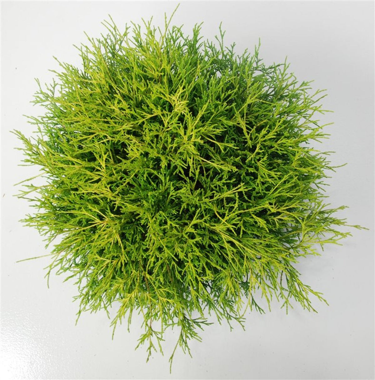 Ädelcypress – Chamaecyparis pisifera &