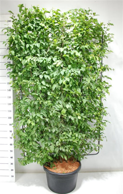 Avenbok – Carpinus betulus - C60 200 cm. Scherm