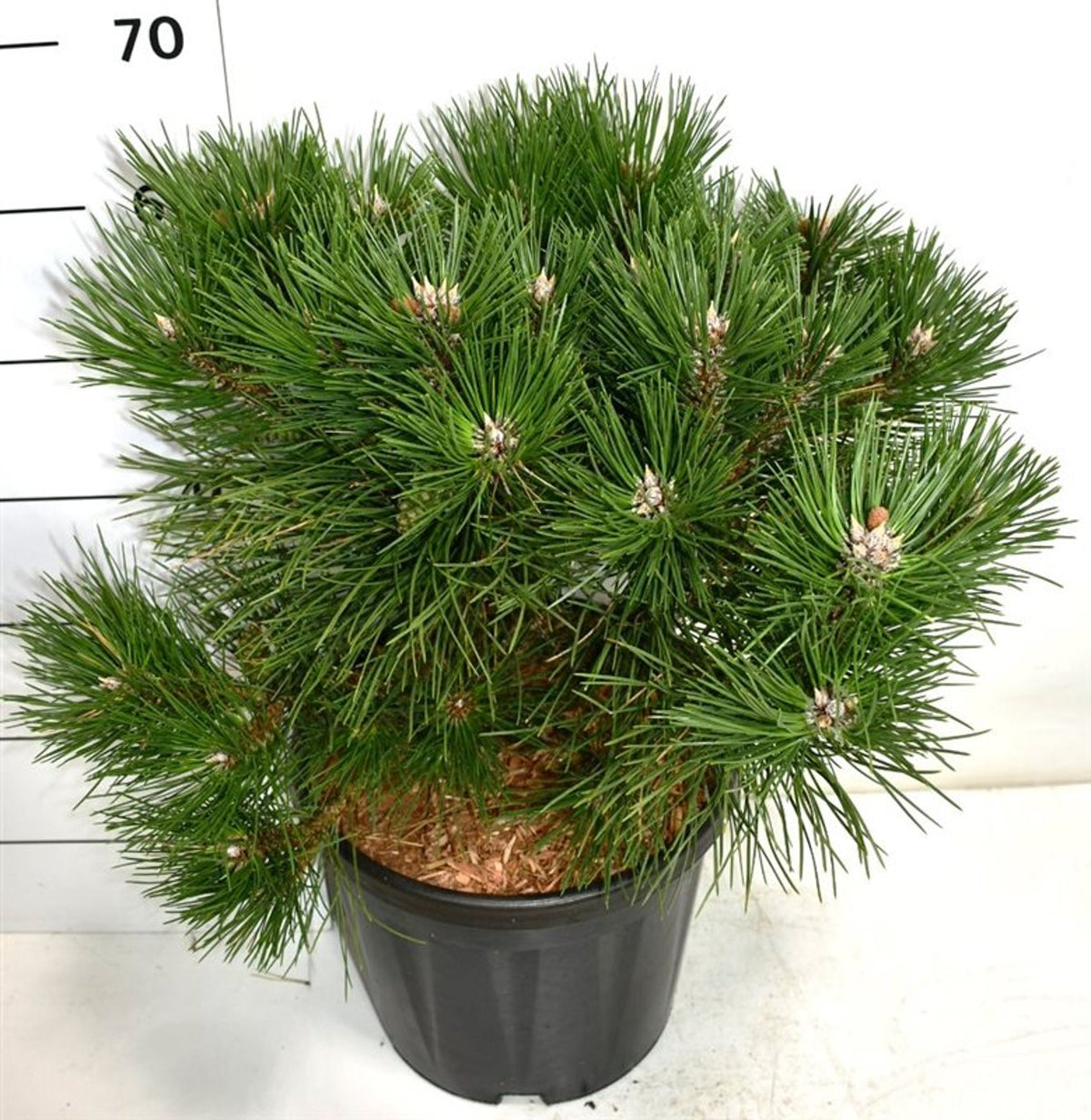 Svarttall – Pinus nigra &