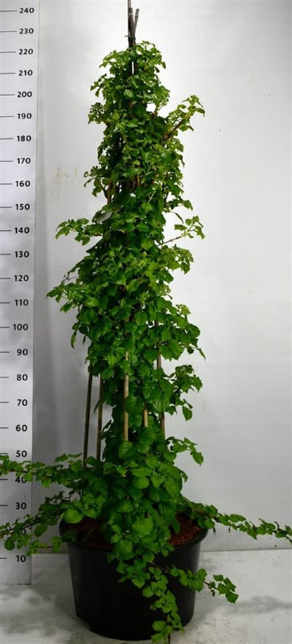 Klätterhortensia – Hydrangea petiolaris - C30 125-150 cm.