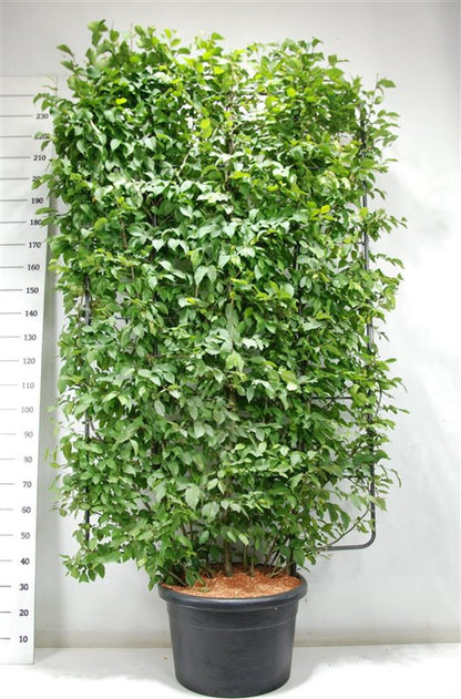 Avenbok – Carpinus betulus - C60 200 cm. Scherm