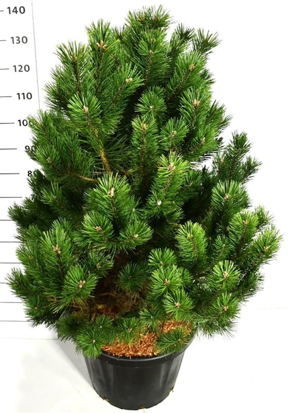 Bergtall – Pinus mugo &
