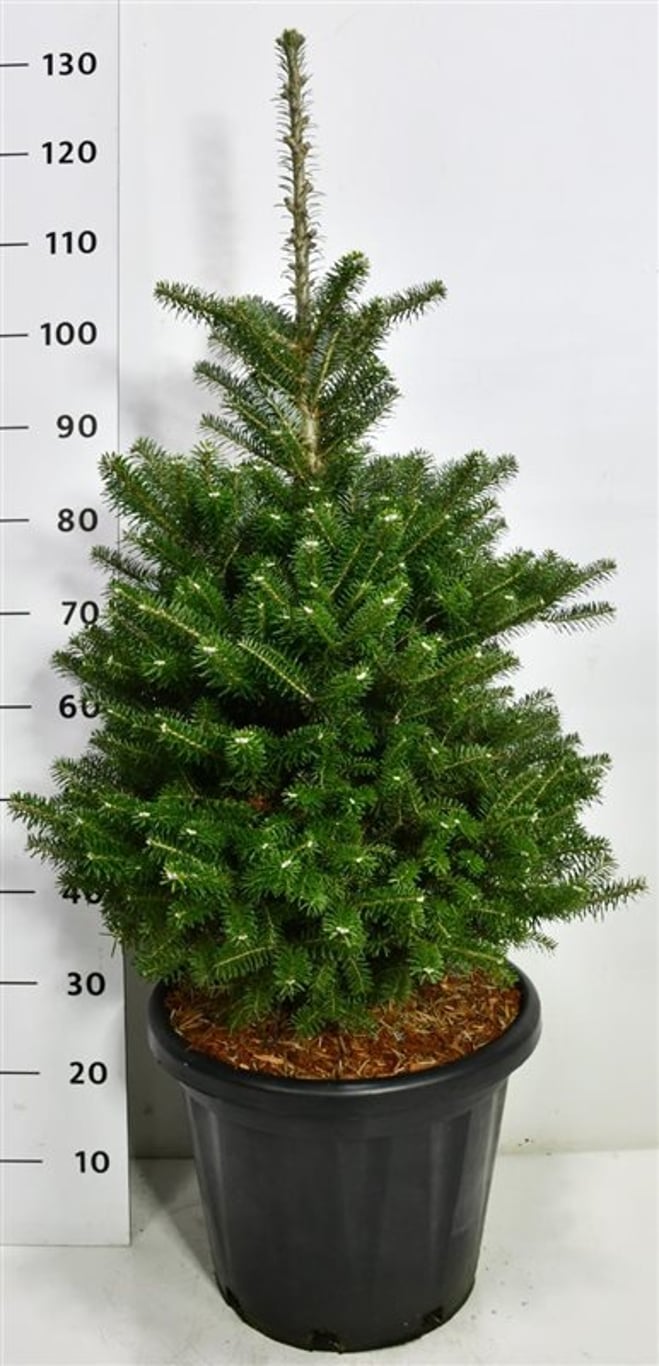 Koreagran – Abies koreana - C25 60-80 cm.
