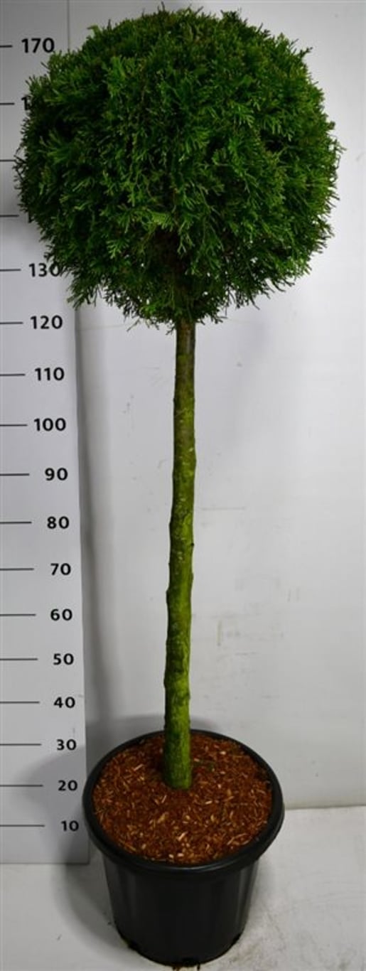 Thuja – Thuja occidentalis &