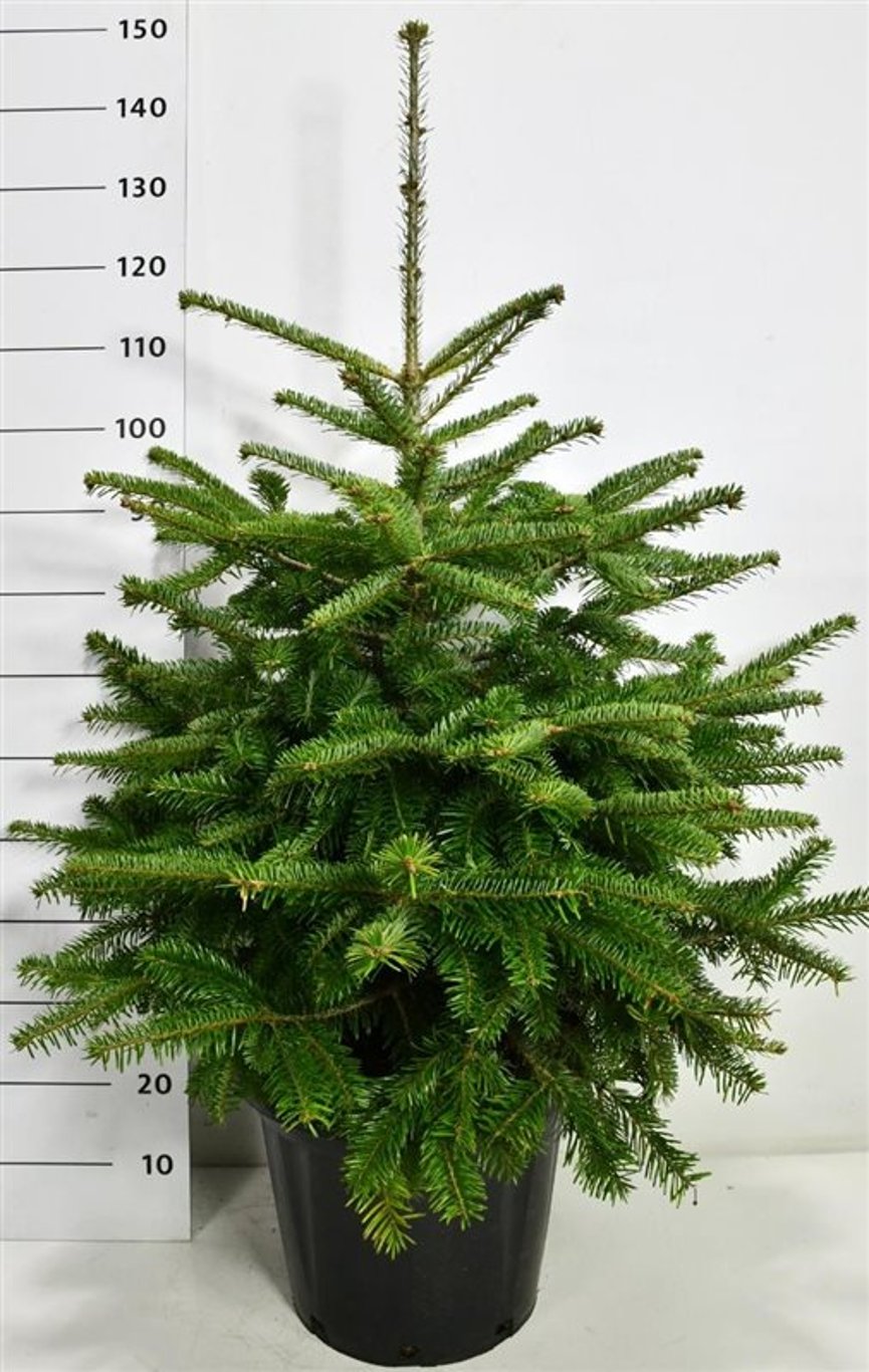 Nordmannsgran – Abies nordmanniana - C25 80-100 cm.