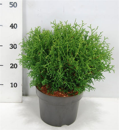 Thuja – Thuja occidentalis &