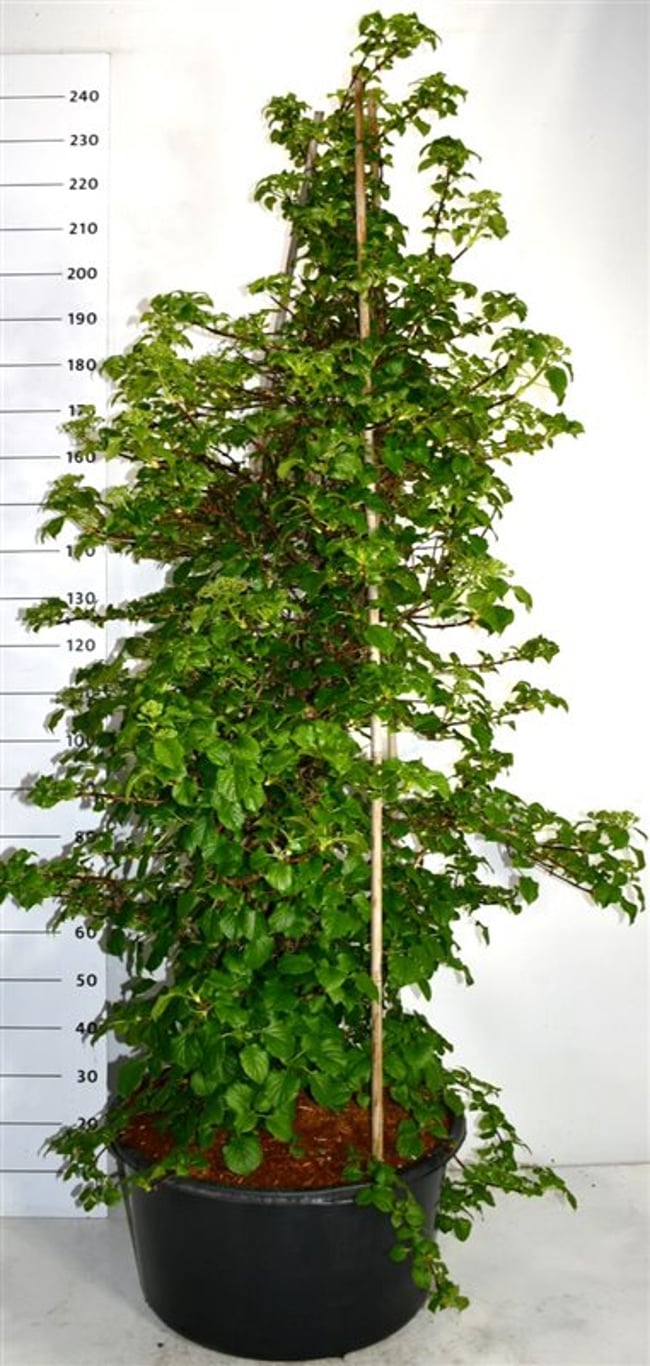 Klätterhortensia – Hydrangea petiolaris - C60 150-175 cm.