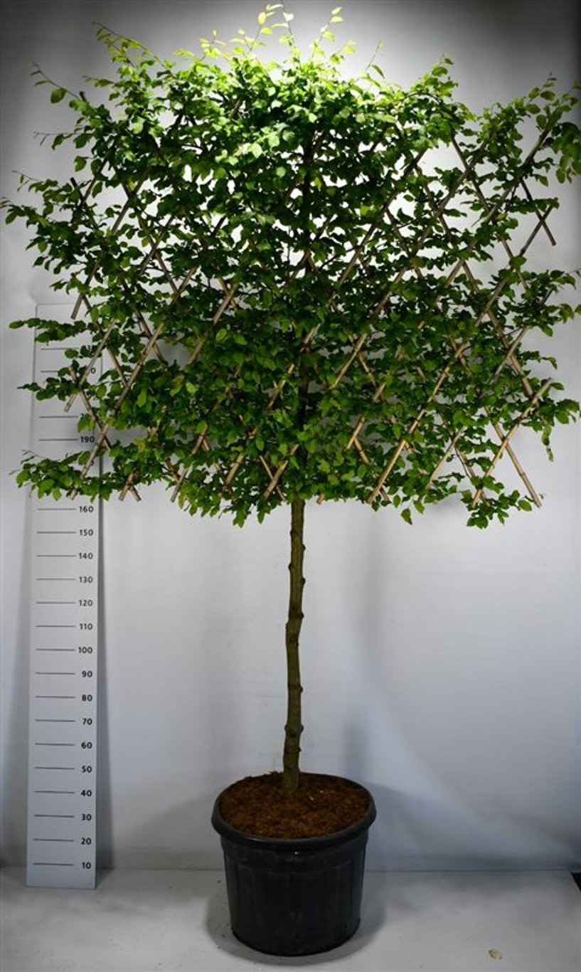 Avenbok – Carpinus betulus - C110 120 cm. Leivorm