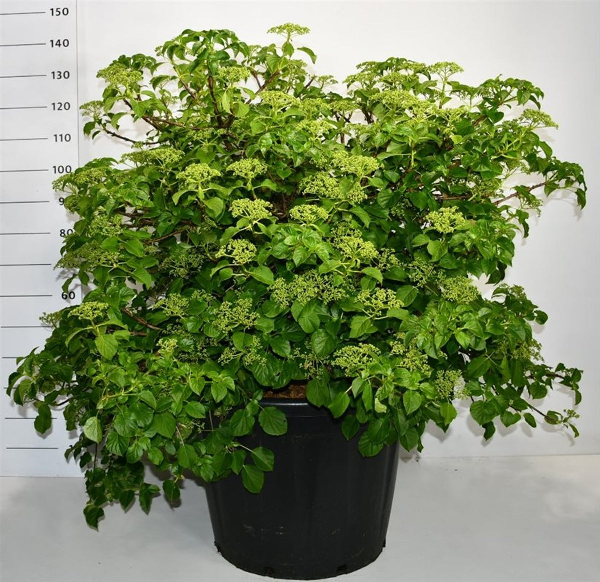 Klätterhortensia – Hydrangea petiolaris - C130 90-100 cm. Sol