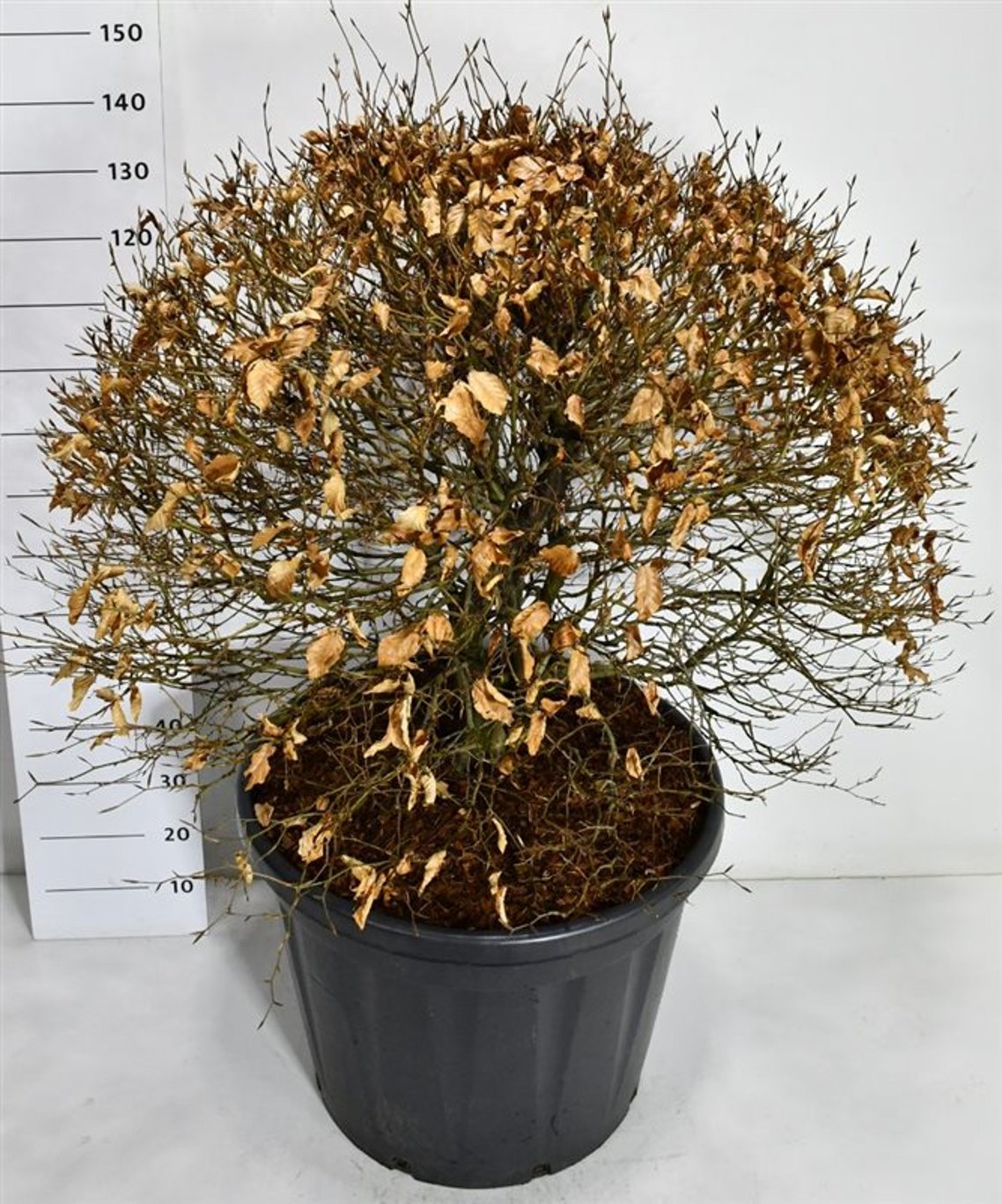 Blodbok – Fagus sylvatica &