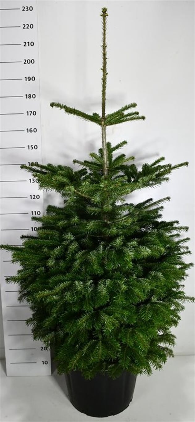 Nordmannsgran – Abies nordmanniana - C65 150-175 cm.