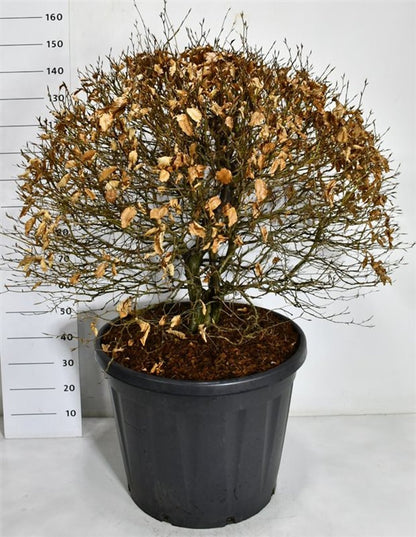 Bok – Fagus sylvatica - C130 80-90 cm. Bol