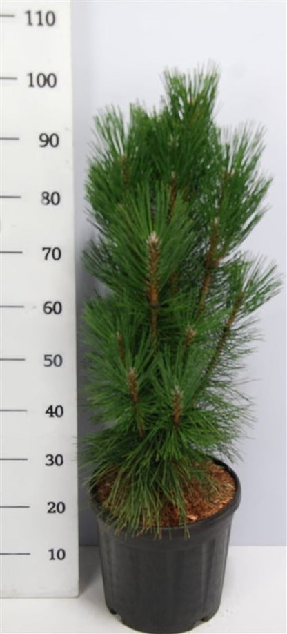 Svarttall – Pinus nigra &