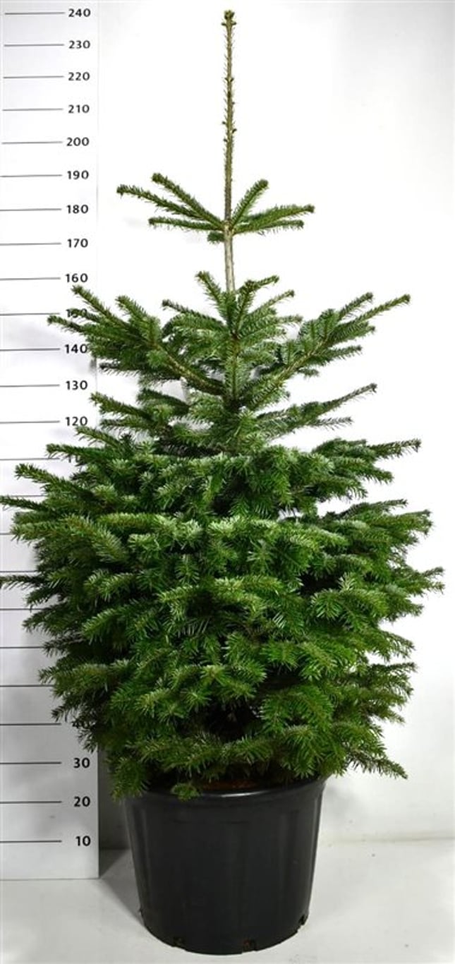 Nordmannsgran – Abies nordmanniana - C65 150-175 cm.