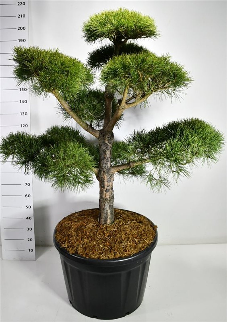 Tall – Pinus sylvestris - C180 140-160 cm. Bonsai