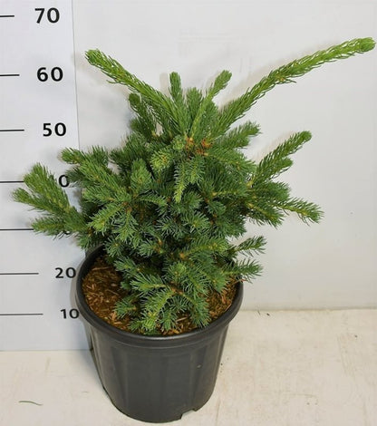 Blågran – Picea pungens &