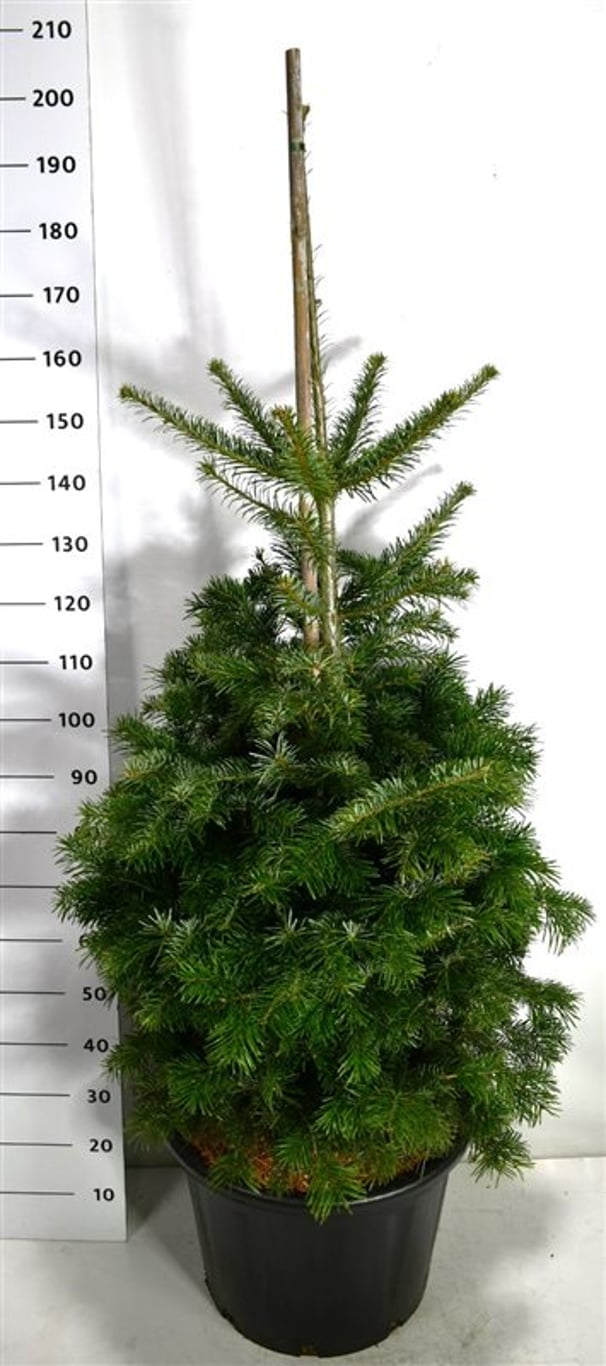Nordmannsgran – Abies nordmanniana - C65 125-150 cm.