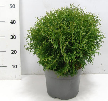 Thuja – Thuja occidentalis &