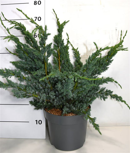 Himalaya-en – Juniperus squamata &
