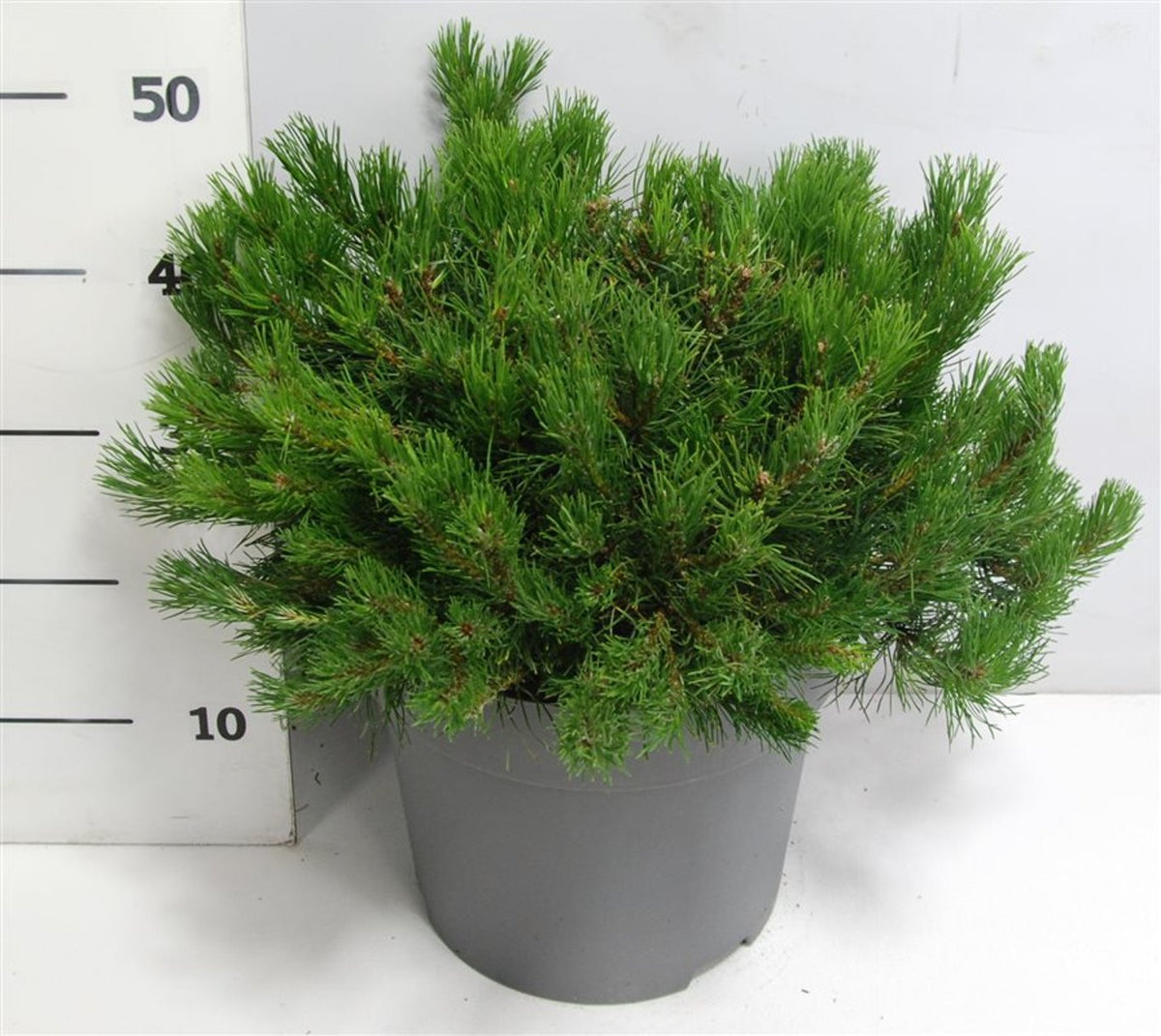Bergtall – Pinus mugo mugo - C12 50-60 cm.