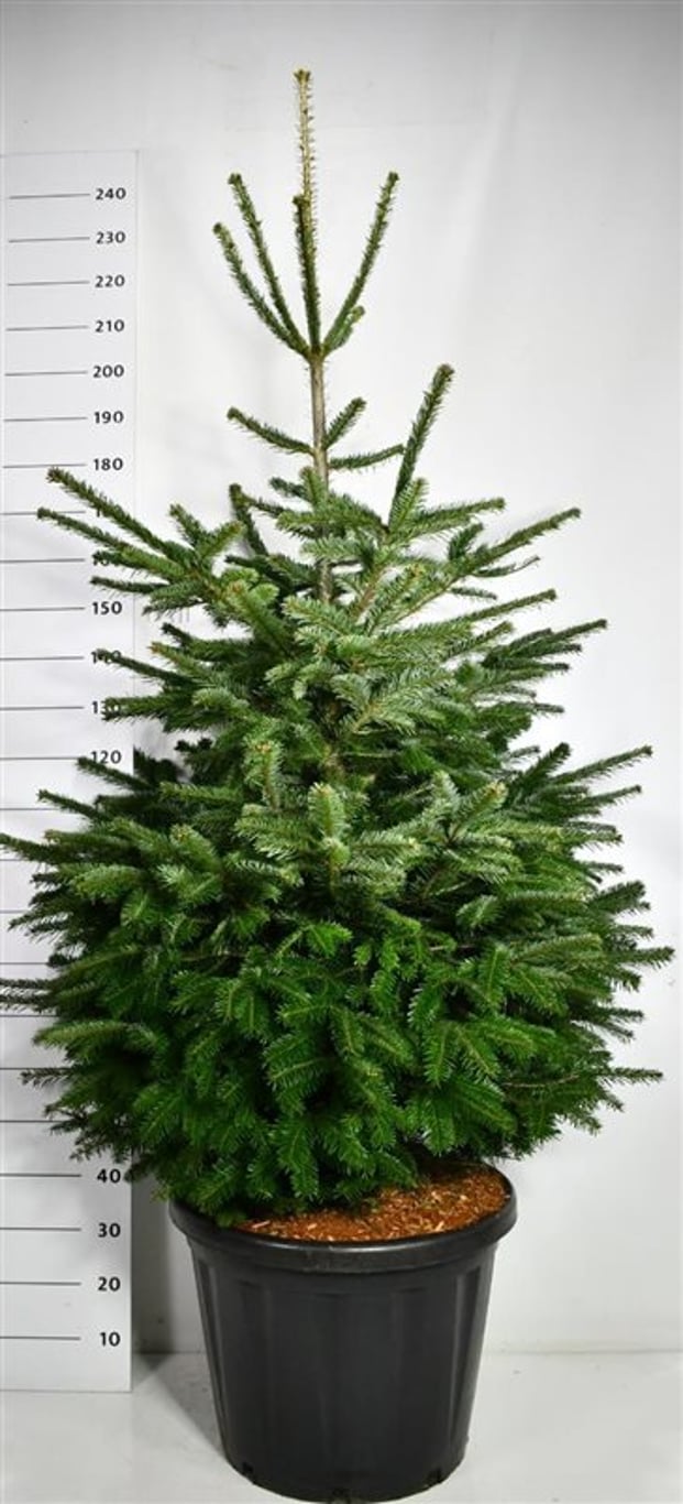 Nordmannsgran – Abies nordmanniana - C80 175-200 cm.
