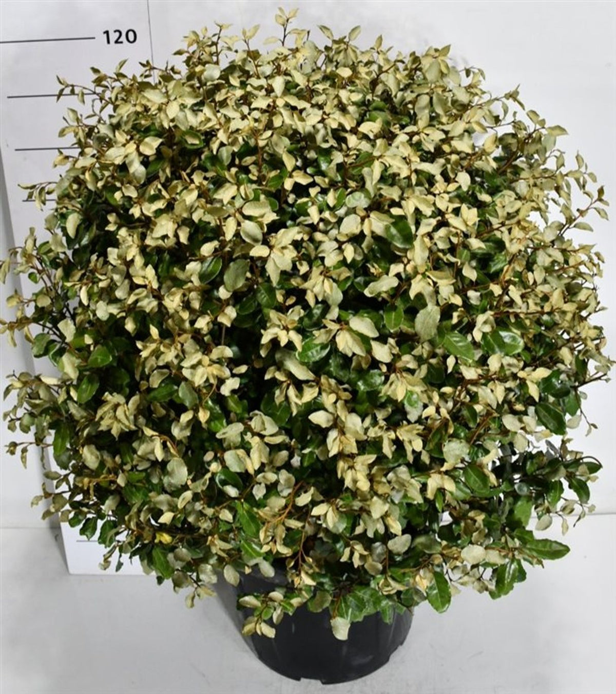 Silverolvon – Elaeagnus ebbingei &