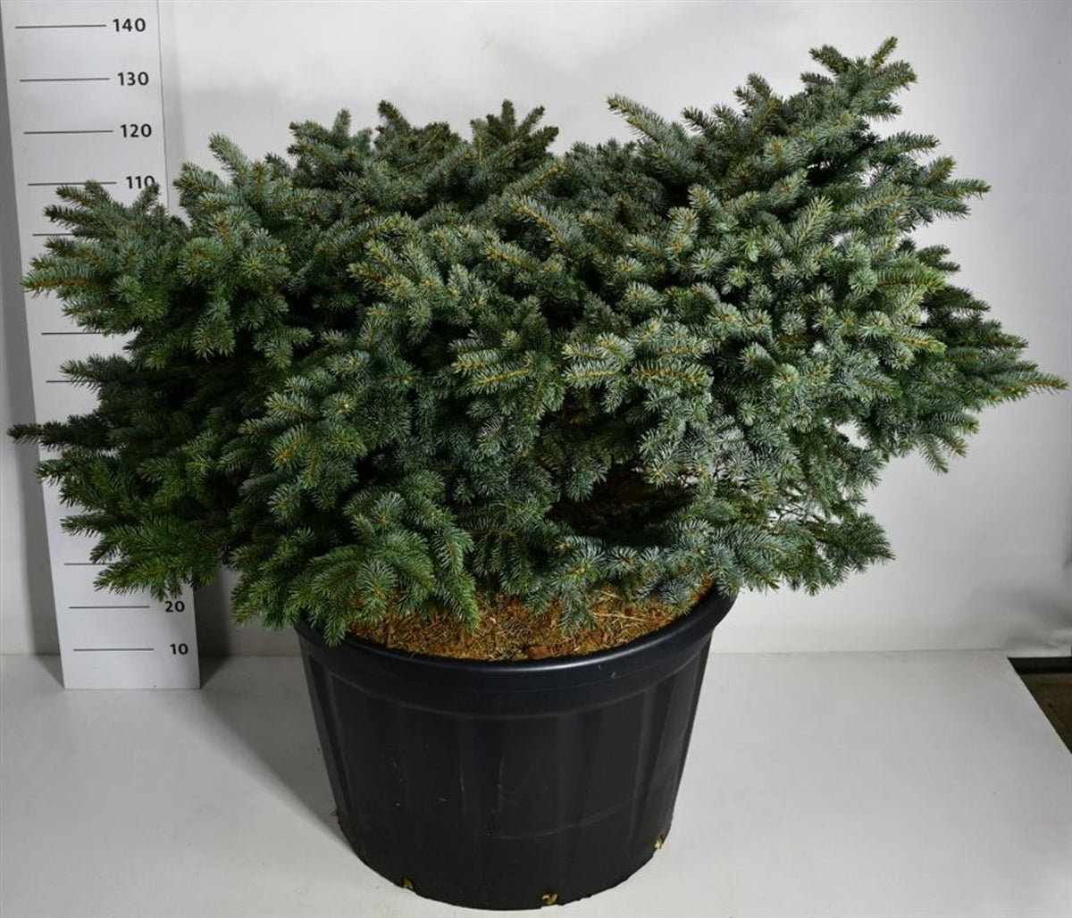 Blågran – Picea pungens &