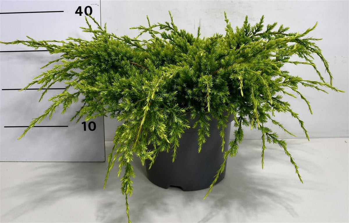 Himalaya-en – Juniperus squamata &
