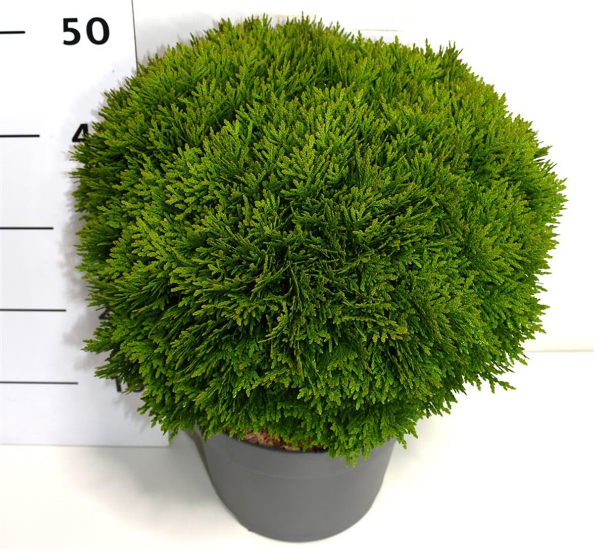 Thuja – Thuja occidentalis &