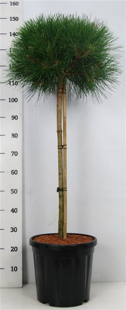 Svarttall – Pinus nigra &