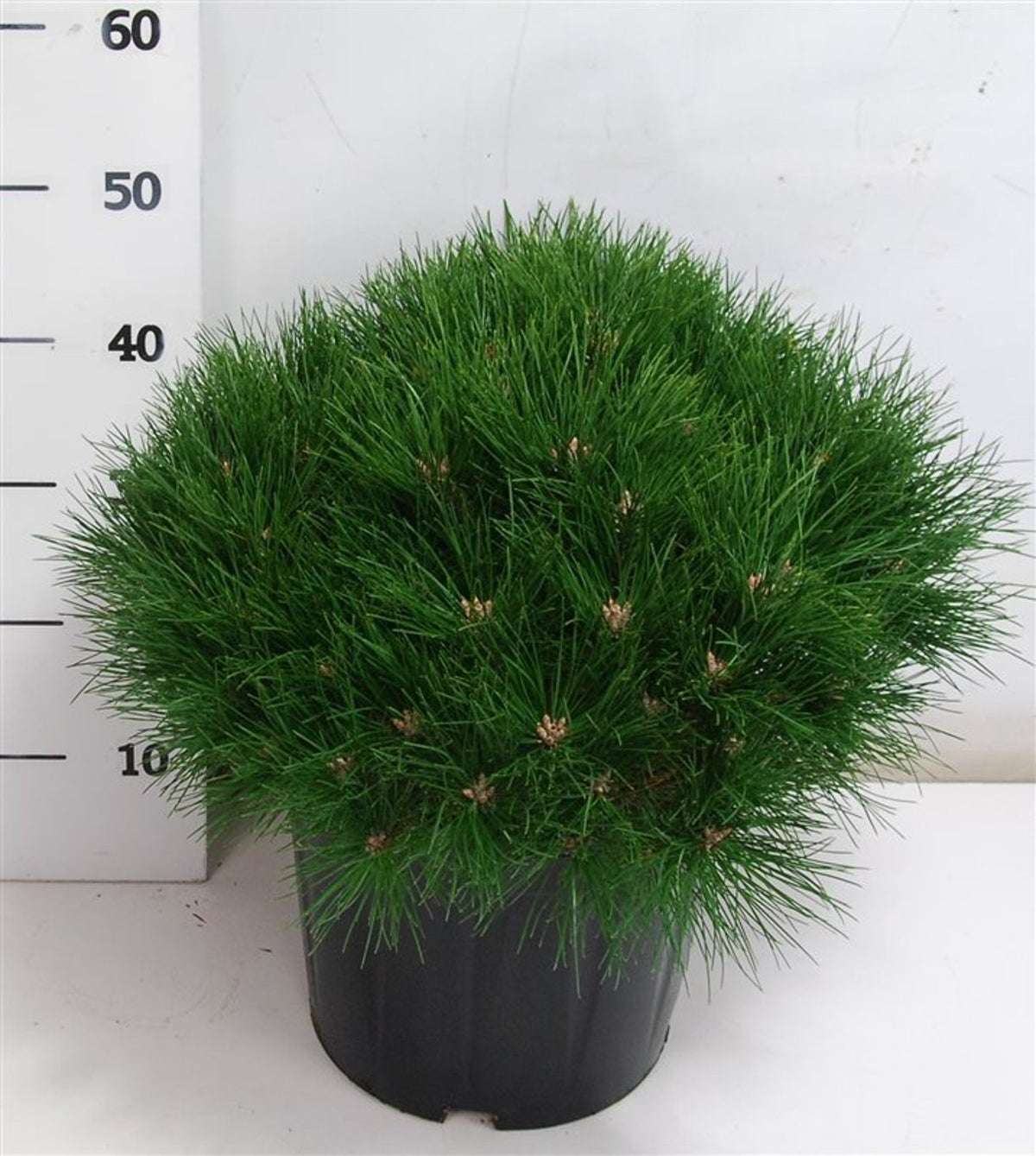 Svarttall – Pinus nigra &