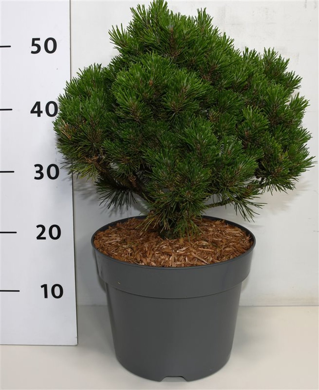 Bergtall – Pinus mugo &