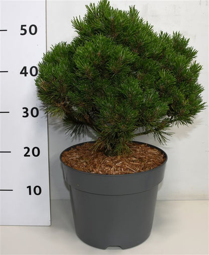 Bergtall – Pinus mugo &