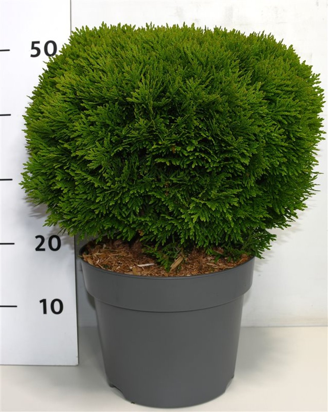 Thuja – Thuja occidentalis &