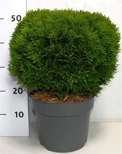 Thuja – Thuja occidentalis &
