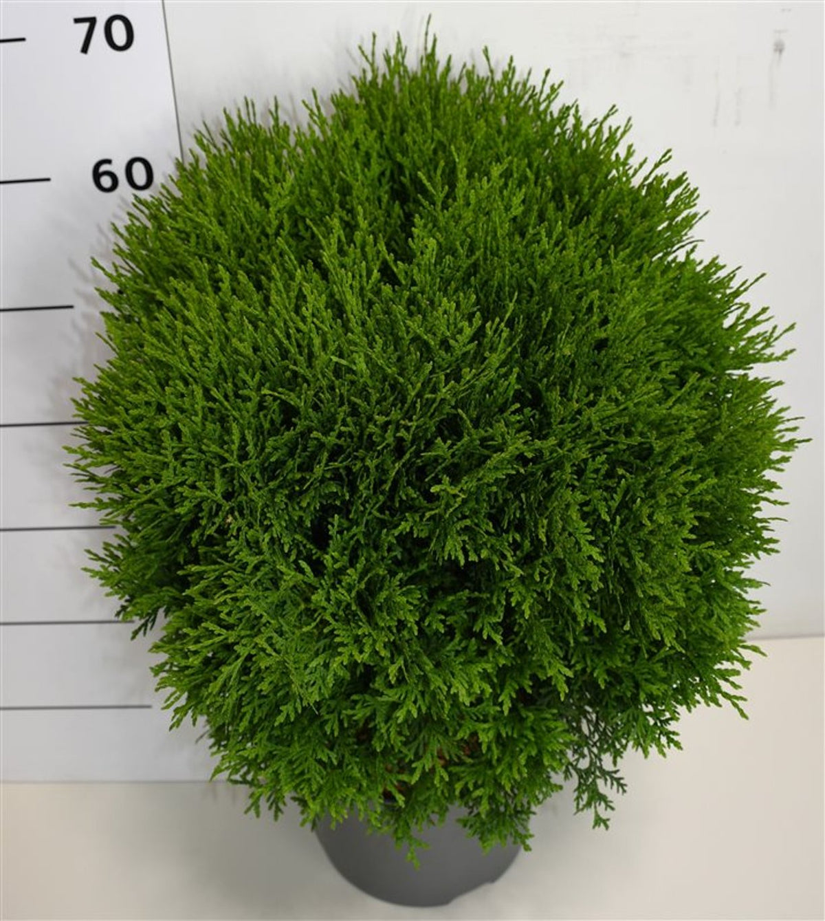 Thuja – Thuja occidentalis &