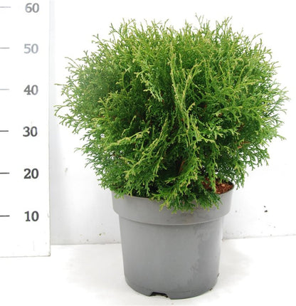 Thuja – Thuja occidentalis &
