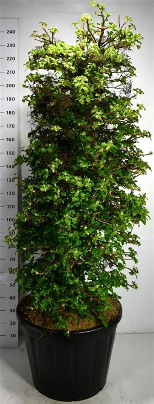 Klätterhortensia – Hydrangea petiolaris - C130 160-180 cm.